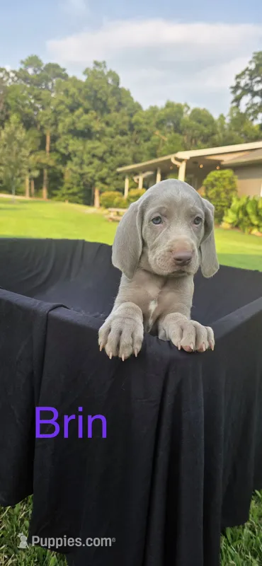 Brin – Weimaraner puppy for sale in Abbeville, SC