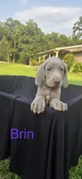Brin, a female Weimaraner for sale in Abbeville, SC – 1 of 2