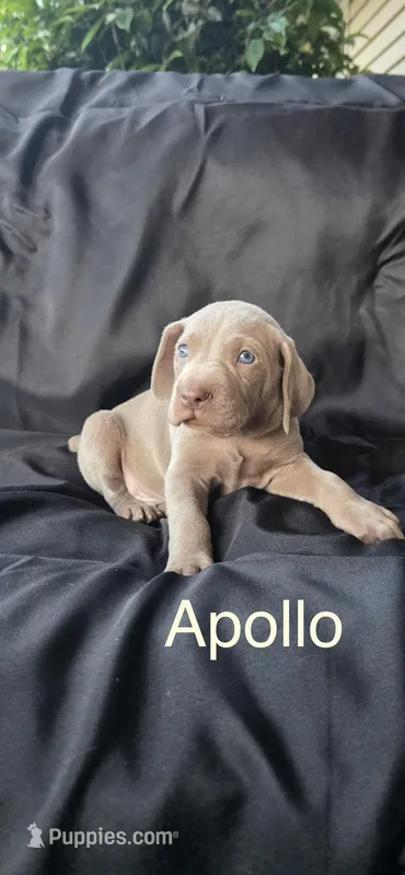 Apollo – Weimaraner puppy for sale in Abbeville, SC