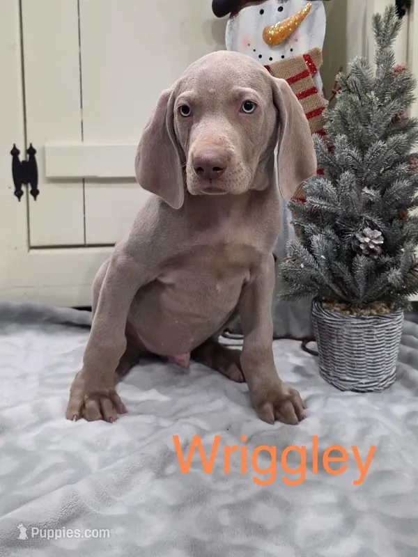Wriggley