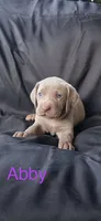 Abby, a female Weimaraner for sale in Abbeville, SC – Photo 1 of 2