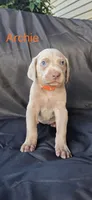 Archie, a male Weimaraner for sale in Abbeville, SC – Photo 2 of 2