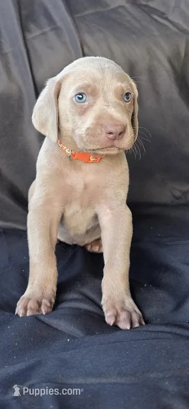 Archie – Weimaraner puppy for sale in Abbeville, SC