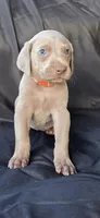 Archie, a male Weimaraner for sale in Abbeville, SC – Photo 1 of 2