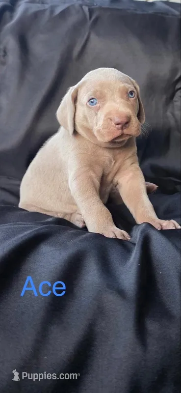 Ace – Weimaraner puppy for sale in Abbeville, SC