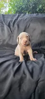 Ace, a male Weimaraner for sale in Abbeville, SC – Photo 2 of 2
