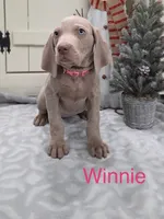 Winnie, a female Weimaraner for sale in Abbeville, SC – Photo 1 of 2