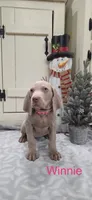 Winnie, a female Weimaraner for sale in Abbeville, SC – Photo 2 of 2