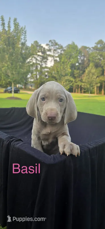Basil – Weimaraner puppy for sale in Abbeville, SC