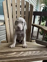 Toby, a male Weimaraner for sale in Abbeville, SC – Photo 2 of 7