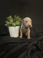 Toby, a male Weimaraner for sale in Abbeville, SC – Photo 3 of 7