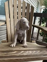 Toby, a male Weimaraner for sale in Abbeville, SC – Photo 6 of 7