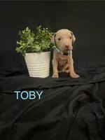 Toby, a male Weimaraner for sale in Abbeville, SC – Photo 5 of 7