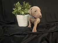Toby, a male Weimaraner for sale in Abbeville, SC – Photo 4 of 7