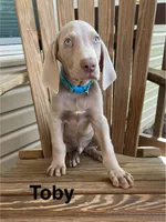 Toby, a male Weimaraner for sale in Abbeville, SC – Photo 1 of 7