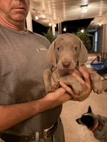 Cassie, a female Weimaraner for sale in Abbeville, SC – 2 of 2