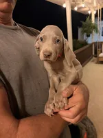 Candy, a female Weimaraner for sale in Abbeville, SC – 1 of 2