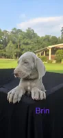 Brin, a female Weimaraner for sale in Abbeville, SC – 2 of 2