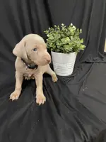 Windsor, a male Weimaraner for sale in Abbeville, SC – Photo 2 of 4