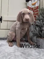 Windsor, a male Weimaraner for sale in Abbeville, SC – Photo 1 of 4