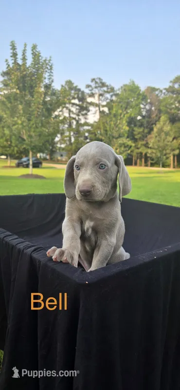 Bell – Weimaraner puppy for sale in Abbeville, SC
