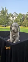 Bell, a female Weimaraner for sale in Abbeville, SC – 1 of 2