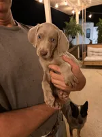 Carli, a female Weimaraner for sale in Abbeville, SC – 2 of 2