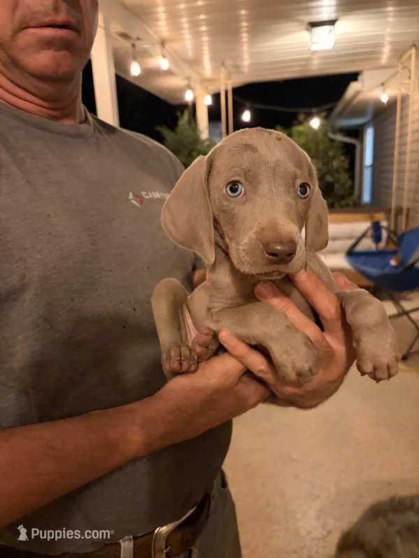 Cassie – Weimaraner puppy for sale in Abbeville, SC