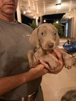 Cassie, a female Weimaraner for sale in Abbeville, SC – 1 of 2