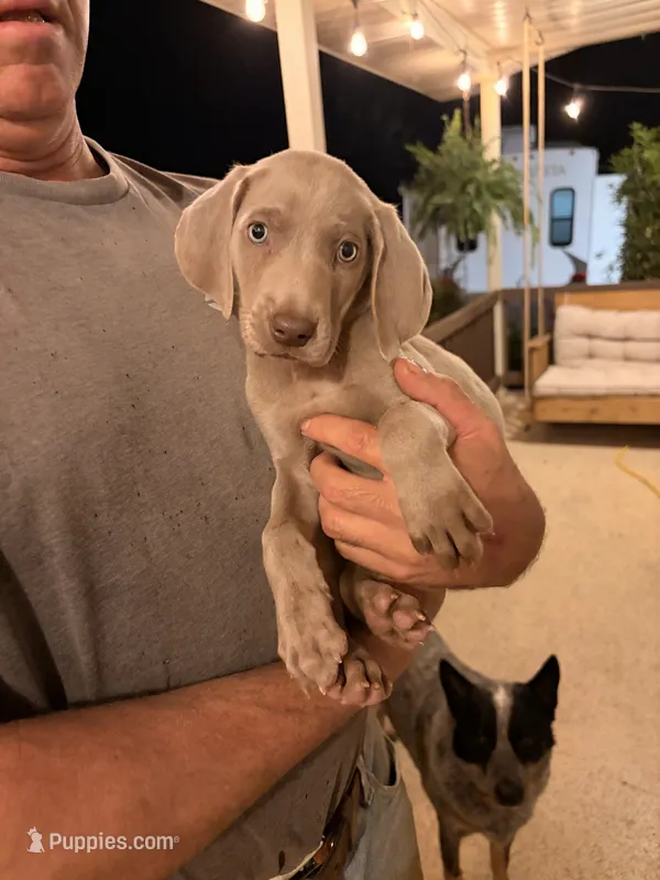 Carli – Weimaraner puppy for sale in Abbeville, SC