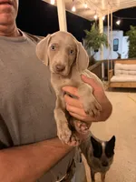 Carli, a female Weimaraner for sale in Abbeville, SC – 1 of 2