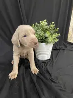 Wafer, a male Weimaraner for sale in Abbeville, SC – Photo 3 of 4