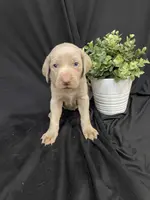 Wafer, a male Weimaraner for sale in Abbeville, SC – Photo 4 of 4