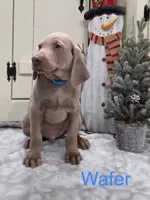 Wafer, a male Weimaraner for sale in Abbeville, SC – Photo 1 of 4