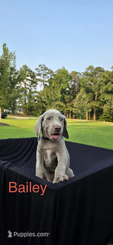 Bailey – Weimaraner puppy for sale in Abbeville, SC