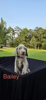 Bailey, a female Weimaraner for sale in Abbeville, SC – 1 of 2