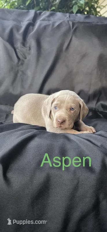 Aspen – Weimaraner puppy for sale in Abbeville, SC