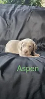 Aspen, a female Weimaraner for sale in Abbeville, SC – Photo 1 of 2