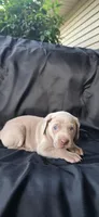Aspen, a female Weimaraner for sale in Abbeville, SC – Photo 2 of 2