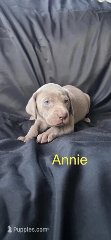 Annie – Weimaraner puppy for sale in Abbeville, SC