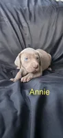 Annie, a female Weimaraner for sale in Abbeville, SC – Photo 1 of 2