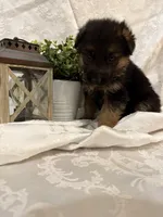 Atlas, a male German Shepherd Dog for sale in Abbeville, SC – Photo 4 of 6