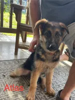 Atlas, a male German Shepherd Dog for sale in Abbeville, SC – Photo 1 of 6