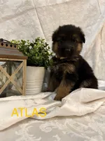 Atlas, a male German Shepherd Dog for sale in Abbeville, SC – Photo 3 of 6