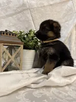 Atlas, a male German Shepherd Dog for sale in Abbeville, SC – Photo 5 of 6