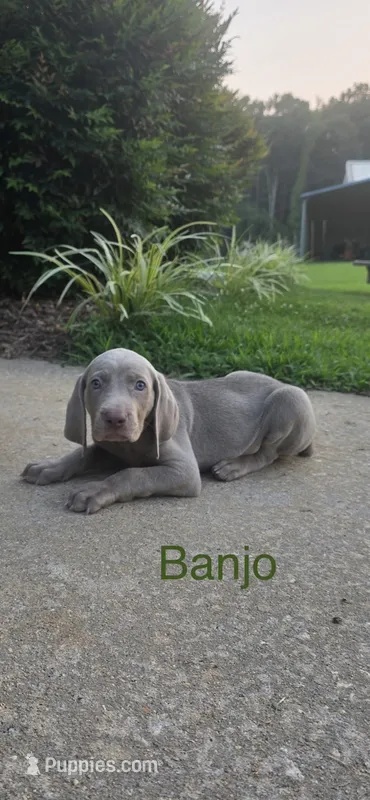 Banjo – Weimaraner puppy on hold in Abbeville, SC