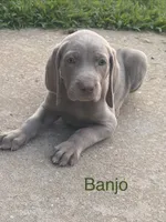 Banjo, a male Weimaraner for sale in Abbeville, SC – 2 of 2
