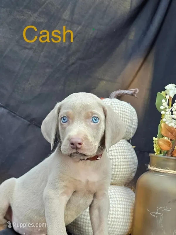 Cash – Weimaraner puppy for sale in Abbeville, SC