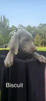 Biscuit, a male Weimaraner for sale in Abbeville, SC – 2 of 2