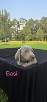 Basil, a female Weimaraner for sale in Abbeville, SC – 2 of 2